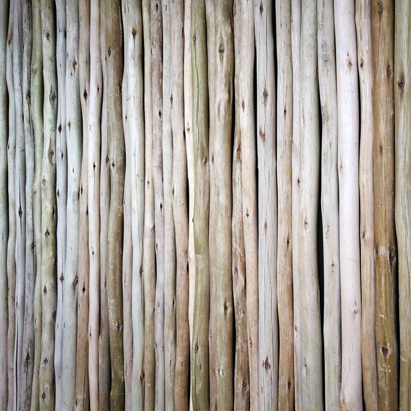 Eucalyptus Lath